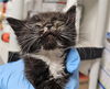 adoptable Cat in Bakersfield, CA named *TIMMY