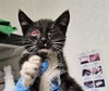adoptable Cat in Bakersfield, CA named *TINKERBELLE