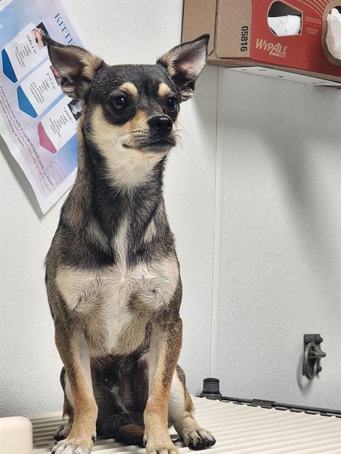 adoptable Dog in Bakersfield, CA named *ROBIN WILLIAMS