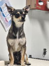 adoptable Dog in  named *ROBIN WILLIAMS