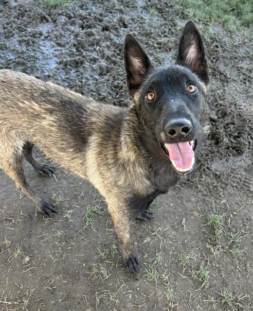 adoptable Dog in Bakersfield, CA named *TIFFANY