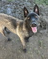 adoptable Dog in  named *TIFFANY
