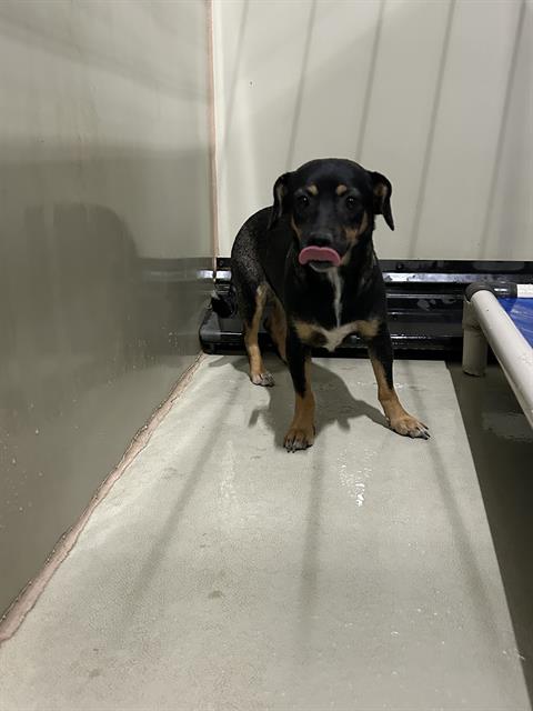 adoptable Dog in Bakersfield, CA named *MACKENZIE
