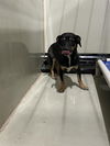 adoptable Dog in  named *MACKENZIE