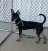 adoptable Dog in  named *JAVI