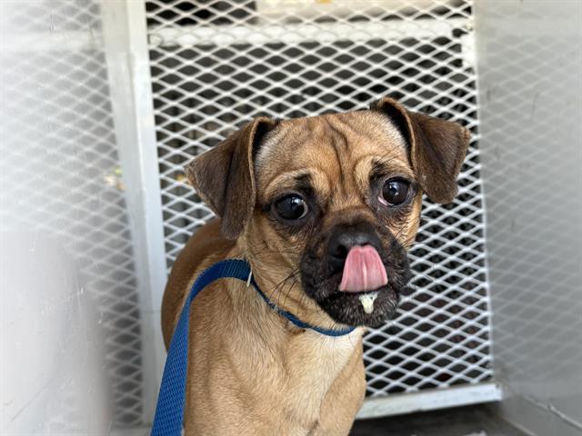 adoptable Dog in Bakersfield, CA named *TATER TOT