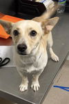 adoptable Dog in  named *NUEZ