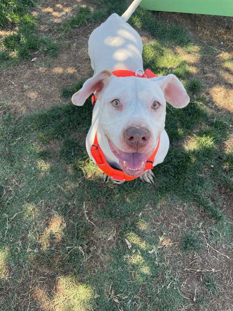 adoptable Dog in Bakersfield, CA named LEO