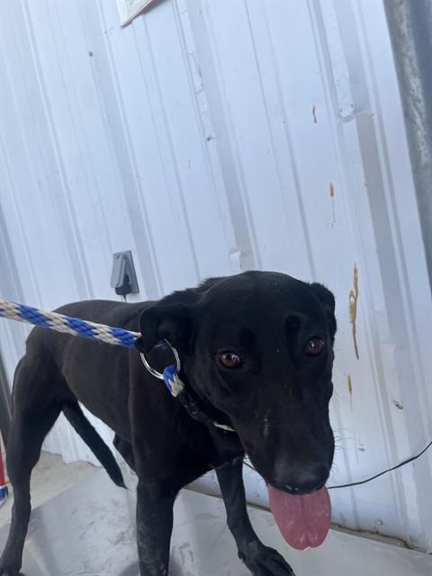 adoptable Dog in Bakersfield, CA named *DARLENE