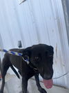 adoptable Dog in  named *DARLENE