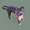 adoptable Dog in  named *BOJO