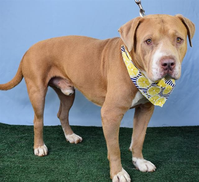 adoptable Dog in Bakersfield, CA named *BUSTER