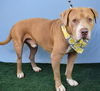 adoptable Dog in  named *BUSTER