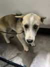 adoptable Dog in  named *MAIZIE