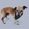adoptable Dog in  named WOLFIE