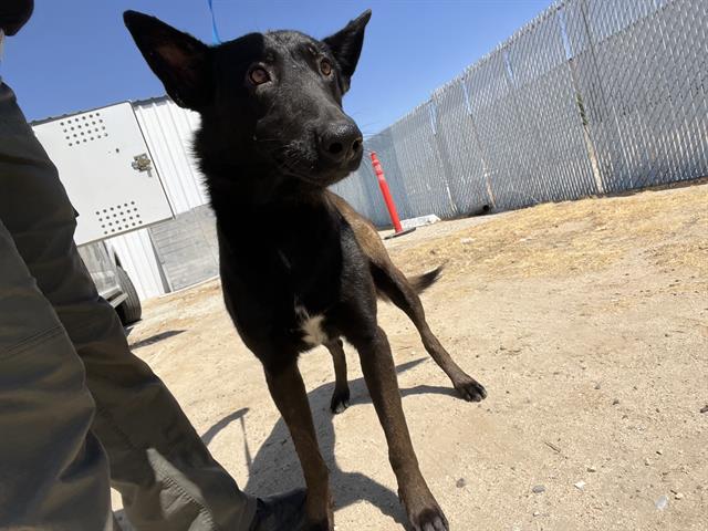 adoptable Dog in Bakersfield, CA named *GRAPHITE