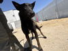 adoptable Dog in  named *GRAPHITE