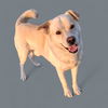 adoptable Dog in  named *VANILLA