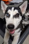 adoptable Dog in  named *POPPY