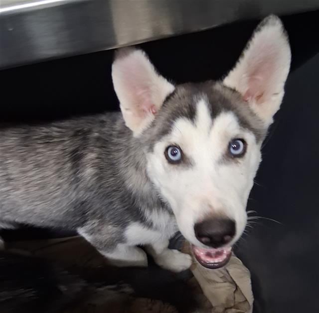 adoptable Dog in Bakersfield, CA named *PHOENIX