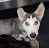 adoptable Dog in  named *PHOENIX