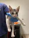 adoptable Cat in Bakersfield, CA named *LINDA