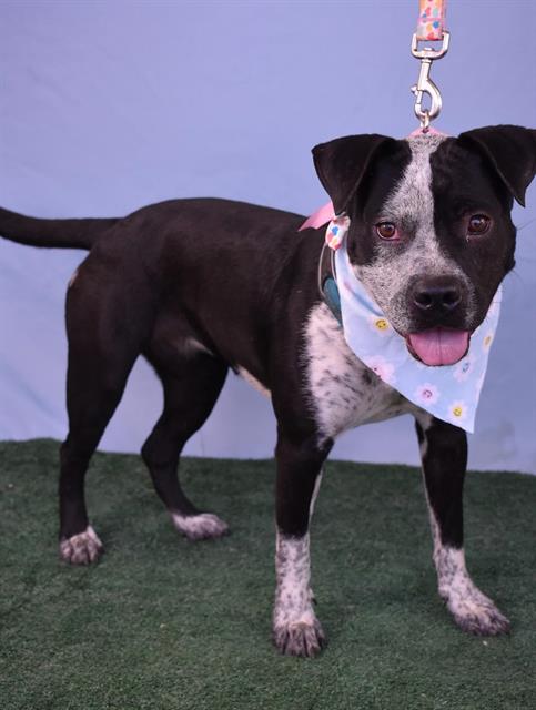 adoptable Dog in Bakersfield, CA named *SPARKLE