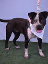 adoptable Dog in Bakersfield, CA named *SPARKLE