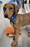 adoptable Dog in  named *HIBISCUS
