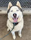 adoptable Dog in  named LOBO