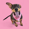 adoptable Dog in  named *RIKA
