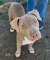 adoptable Dog in  named *RIGBY