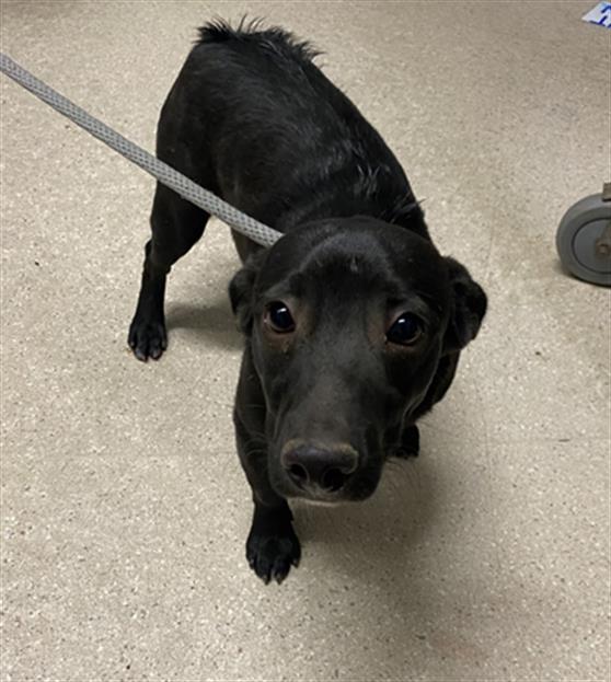 adoptable Dog in Bakersfield, CA named *BISCUIT