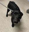 adoptable Dog in  named *BISCUIT
