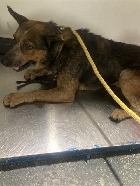 adoptable Dog in Bakersfield, CA named *DENVER