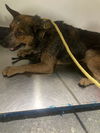 adoptable Dog in  named *DENVER