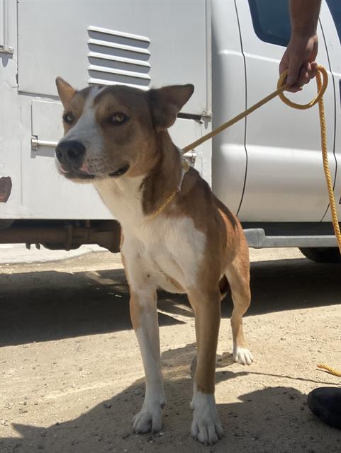 adoptable Dog in Bakersfield, CA named *SCOTCH