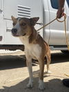 adoptable Dog in  named *SCOTCH