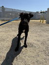 adoptable Dog in Bakersfield, CA named *SHEENA
