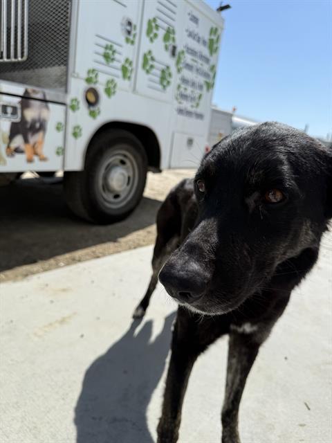 adoptable Dog in Bakersfield, CA named A1227904