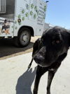adoptable Dog in  named A1227904