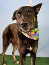 adoptable Dog in Bakersfield, CA named *DREAMER