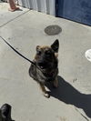 adoptable Dog in  named A1227918