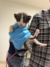 adoptable Cat in Bakersfield, CA named CANNOLI