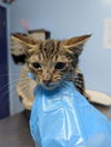 adoptable Cat in Bakersfield, CA named O