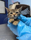 adoptable Cat in Bakersfield, CA named TINY