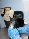 adoptable Cat in  named FANCY PANTS
