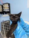 adoptable Cat in Bakersfield, CA named MISFIT