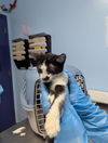 adoptable Cat in Bakersfield, CA named BABY MOOMOO