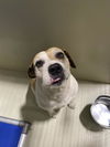 adoptable Dog in  named COCO